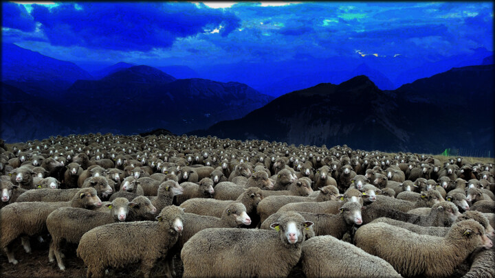 Counting sheep to sleep on (special night room) 摄影