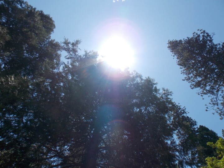Photographie intitulée "Light in the Trees 3" par Troy Wilson-Ripsom, Œuvre d'art originale, Photographie numérique