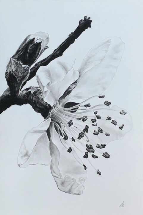 Plum blossom 绘画, 11x7.5 in
