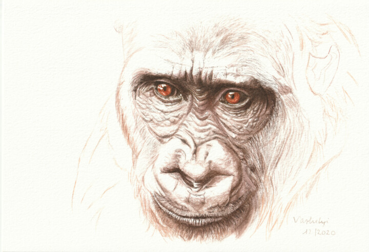 Gorilla 图画, 7.1x10.2 in