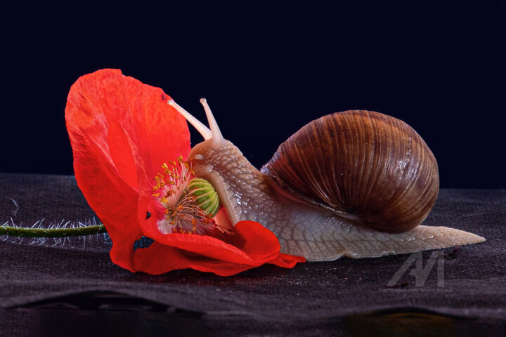 Escargot et coquelicot 摄影, 15.8x23.6 in