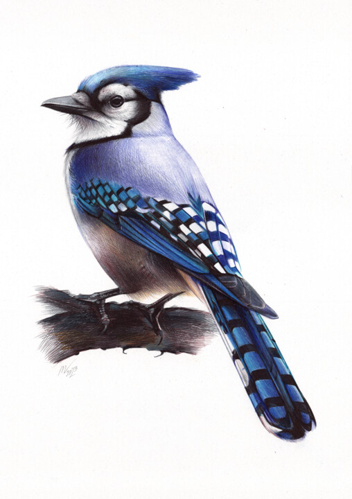 Blue Jay (Realistic Ballpoint Pen Drawing) 图画, 13x9.1 in