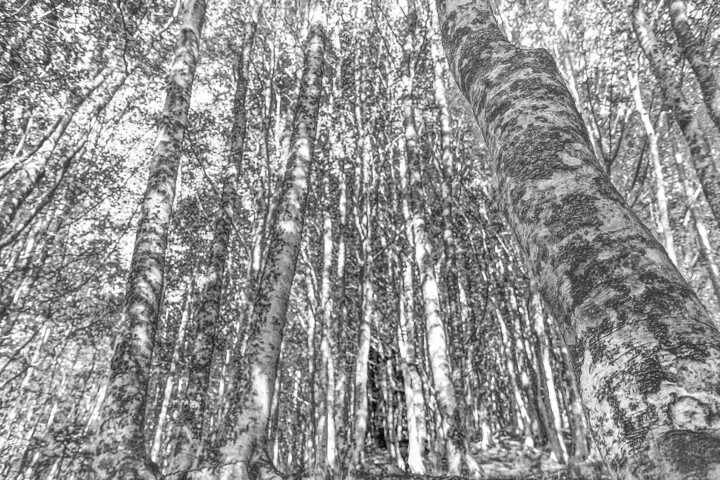 alberi Photography