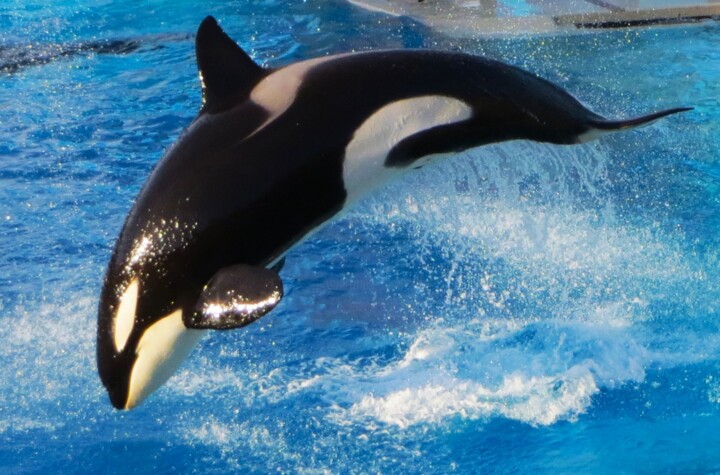 Power and Beuaty of the Orca 摄影