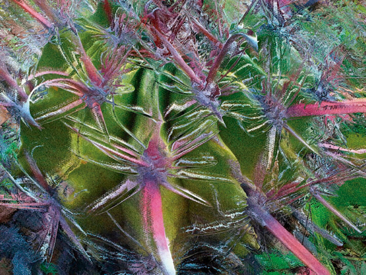 Cactus/XL large original artwork 数字艺术, 59x78.5 in