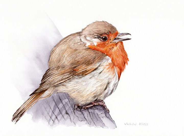 Robin 图画, 9.1x12.2 in