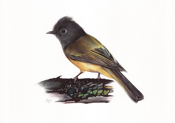 Grey-headed Canary-flycatcher (Photorealistic Drawing) 图画, 9.1x13 in