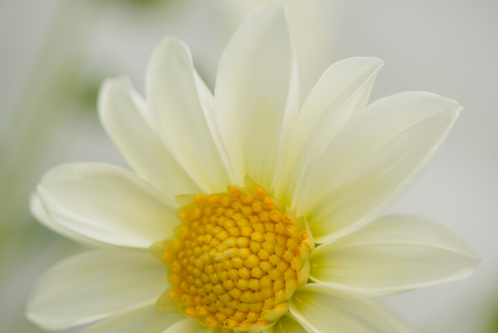 Flower_13076 摄影