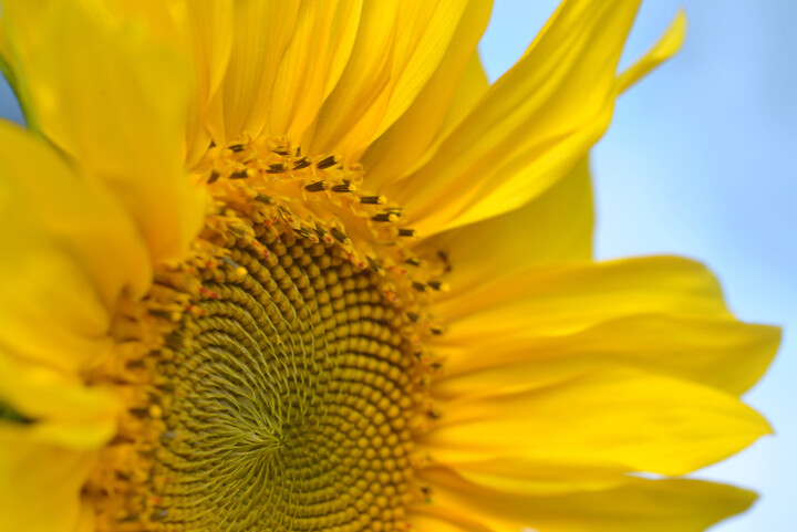 Flower_18393 摄影