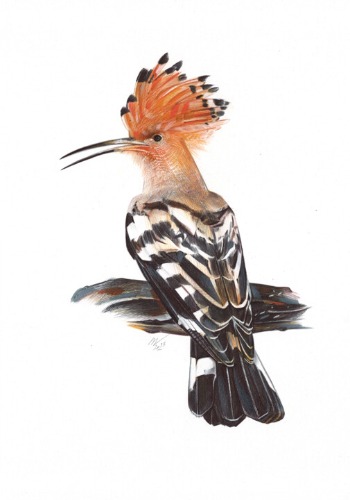 Eurasian Hoopoe III (Realistic Ballpoint Pen Bird Portrait) 图画, 13x9.1 in