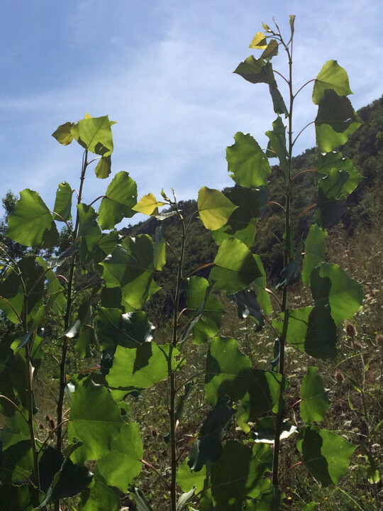 Dans la lumière de l'été 摄影