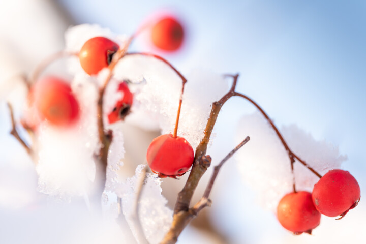 Crabby Snow 摄影