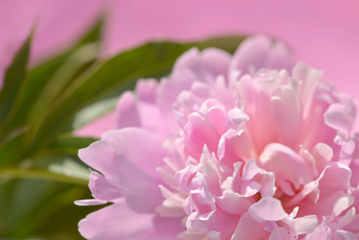 Flower_18835 摄影