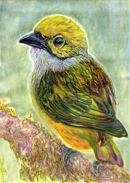 bird Tangara arthus 图画, 11.8x8.3 in