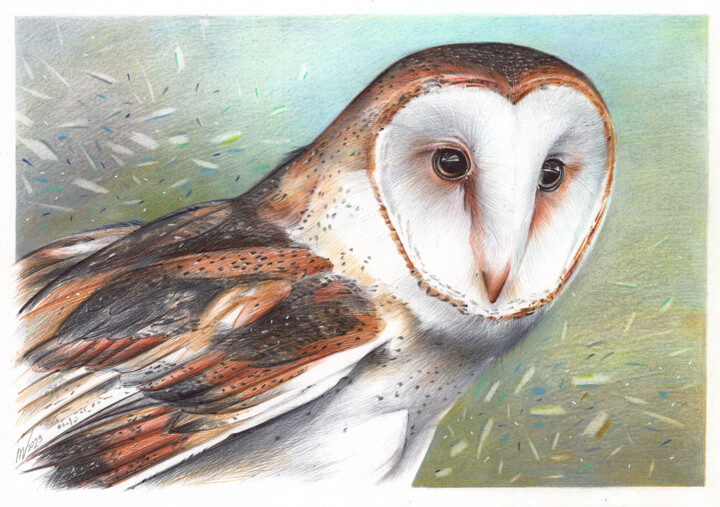 Barn Owl II (Realistic Ballpoint Pen Drawing) Drawing, 9.1x13 in