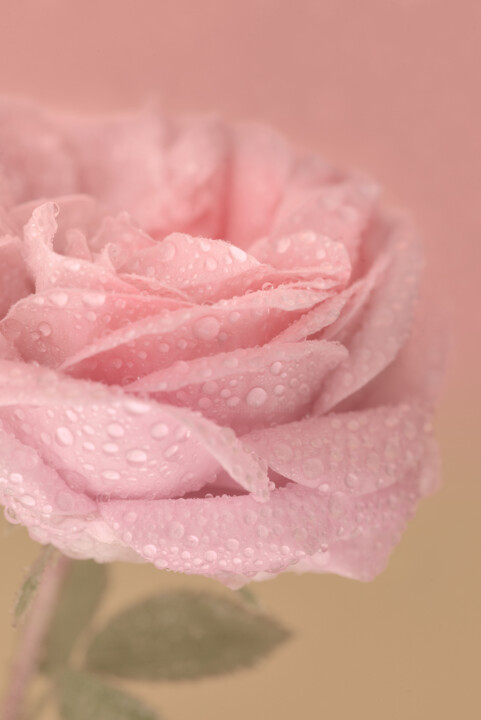 Flowerissimo_11062 摄影