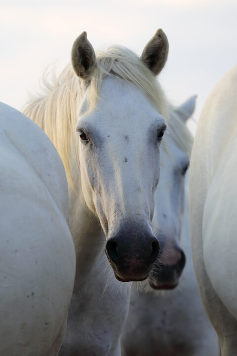 Photography titled "Je te vois !" by Véronique Fournier, Original Artwork, Digital Photography