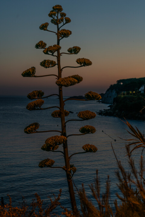 Photography titled "Fleur d'Aloès" by Aurélien Comte, Original Artwork, Digital Photography
