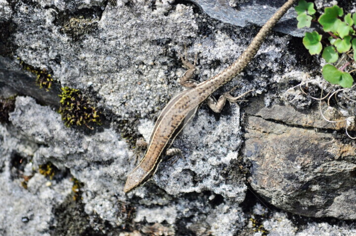 Lezard au soleil Fotografia