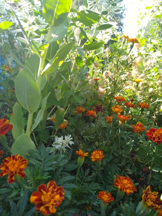 fleurs de souci 摄影