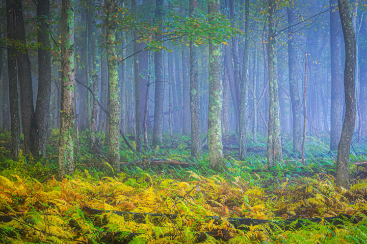 Photography titled "Foggy Morning" by Ronald Santini, Original Artwork, Digital Photography