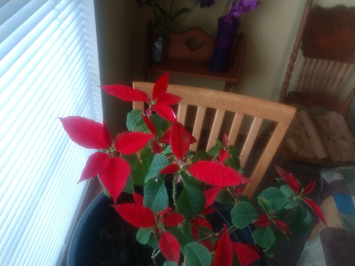 Fotografie mit dem Titel "My poinsettia 2" von Shirley Jacobsen, Original-Kunstwerk, Nicht bearbeitete Fotografie