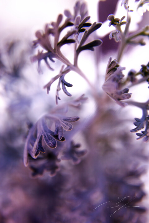 Photography titled "Allure" by Eric C. Jackson, Original Artwork, Digital Photography