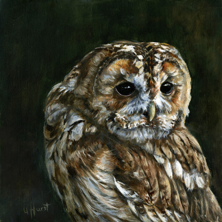 Tawny owl Strix aluco, 绘画, 9.8x9.8 in