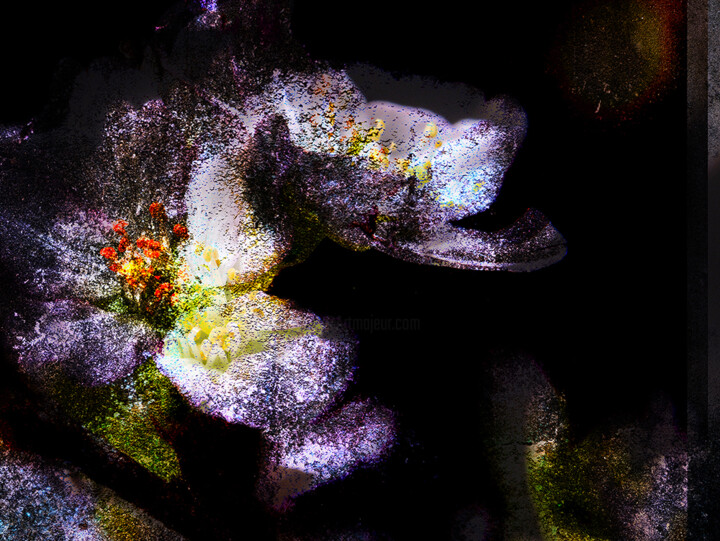 hana55_6131 摄影, 11.4x15.4 in