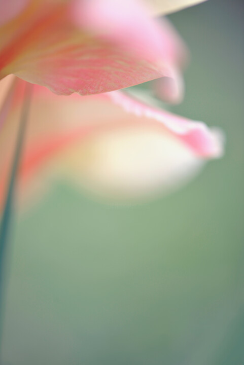 Flowerissimo_12312 摄影