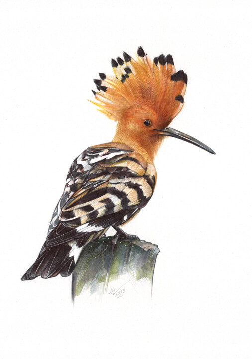Eurasian Hoopoe IV (Realistic Ballpoint Pen Bird Portrait) 图画, 13x9.1 in