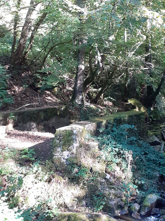 Forêt 01 摄影