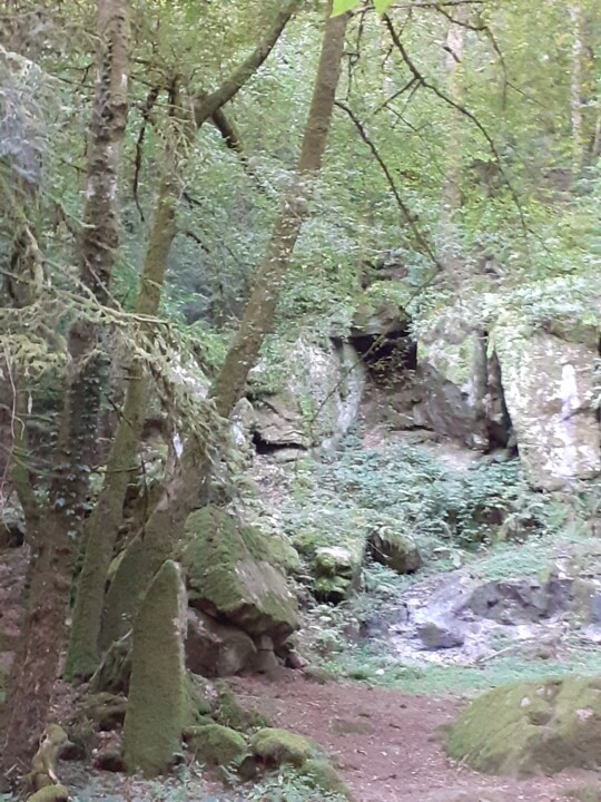 Forêt 03 摄影