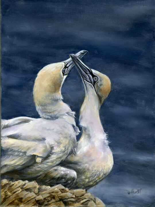 Gannets 绘画, 15.8x11.8 in