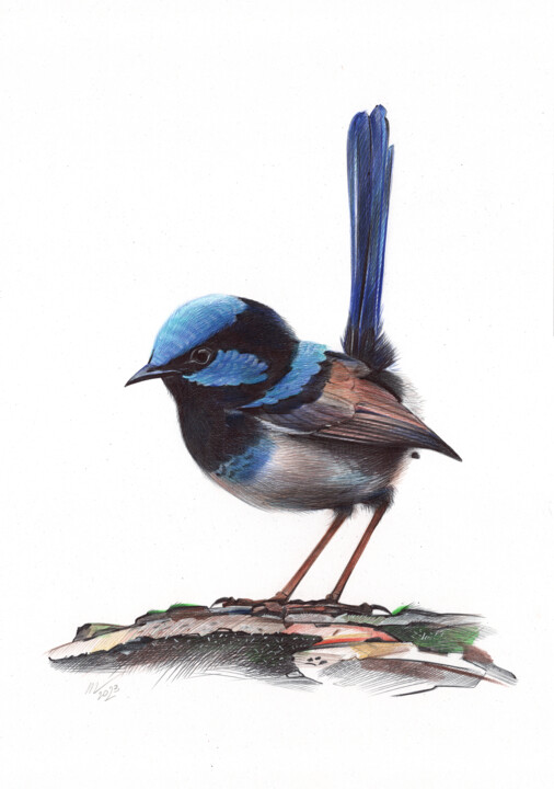 Superb Fairywren 图画, 13x9.1 in