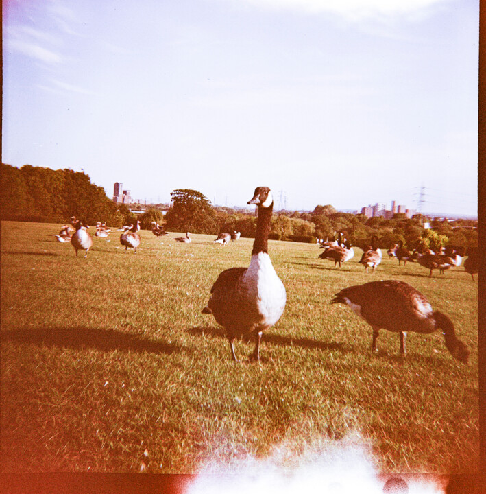 Duck at Springfield Park, London 摄影, 12x11.8 in