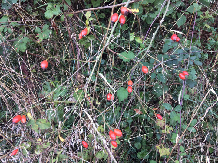 Petit fruits 사진