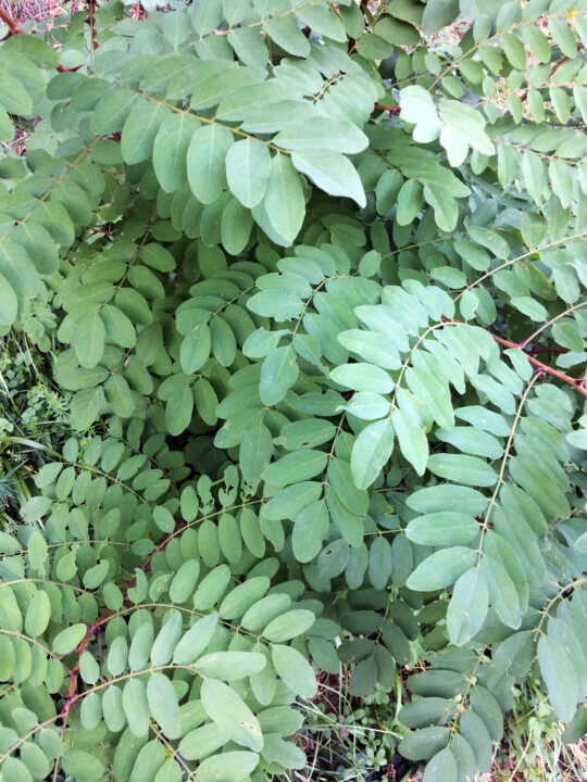 Feuilles pâles 摄影