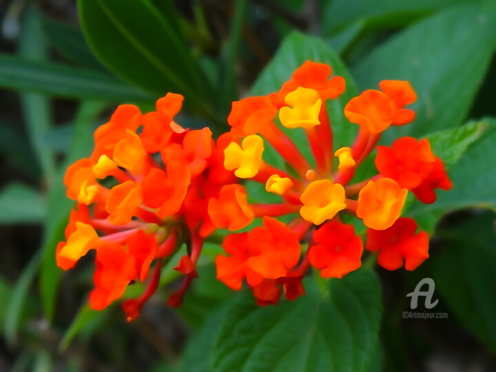 Yellow vivid orange flowers in a bold flowers not on Getty 摄影