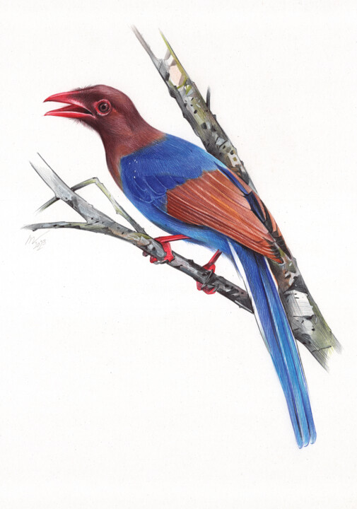 Sri Lanka Blue Magpie 图画, 13x9.1 in