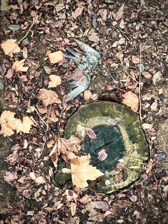 autumn decomposition 摄影