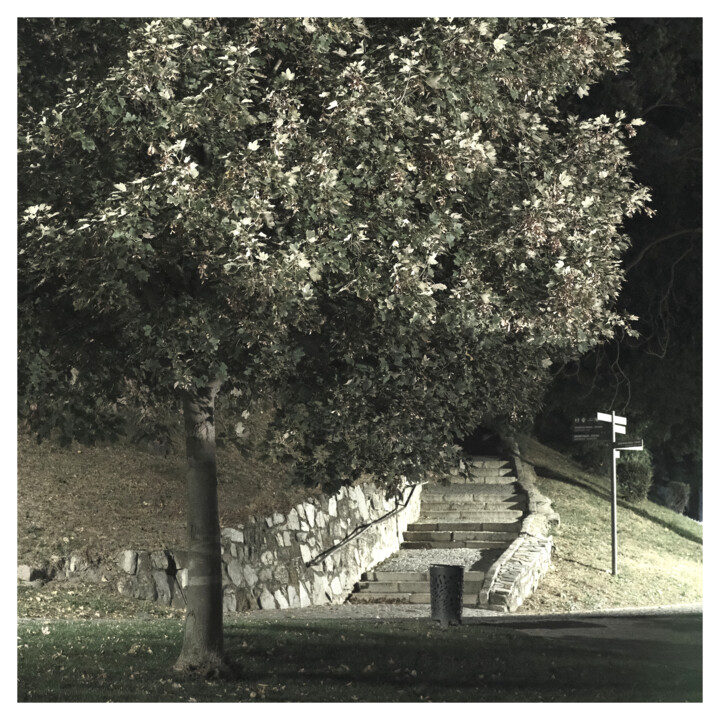 Finch Photography