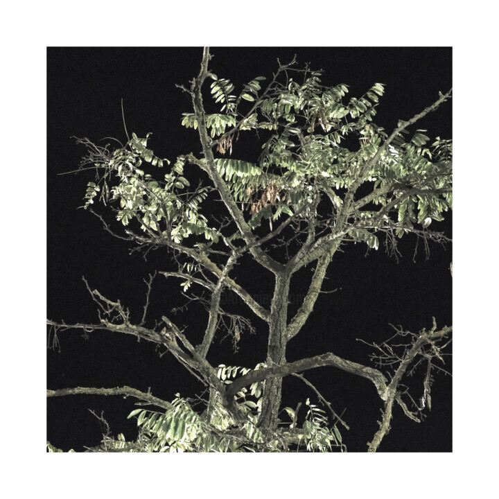Camouflage 摄影