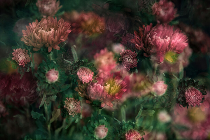 Flower Photography, 31.5x47.2 in