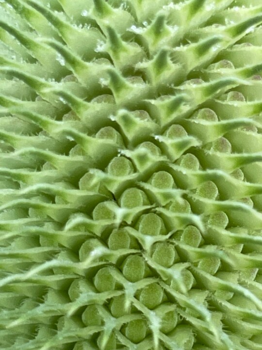 Photography titled "Chardon grossi" by Phrevt H, Original Artwork, Non Manipulated Photography