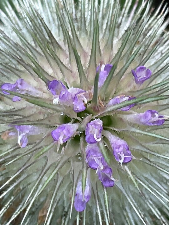 Photography titled "Chardon fleur" by Phrevt H, Original Artwork, Non Manipulated Photography