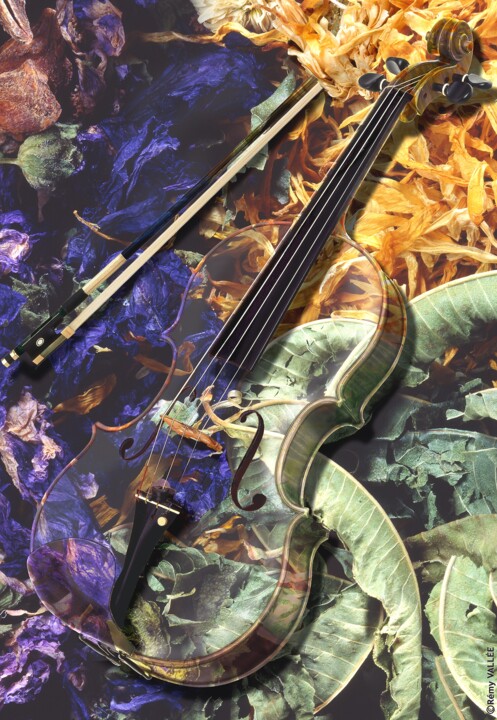 VIOLON D'AUTOMNE 摄影