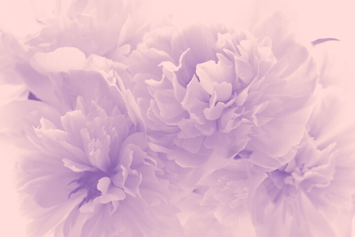 Flowerissimo_17087 摄影