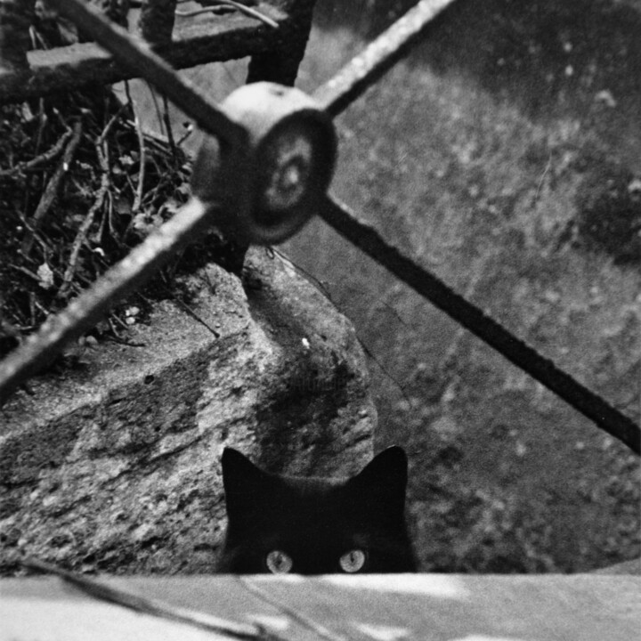 CHAT CACHE-CACHE 摄影
