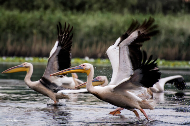 Launching Into Flight 摄影
